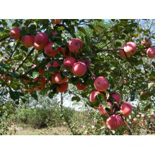 2015 Bright Red Gala Apple par Shandong Boren